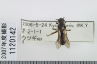昆虫類