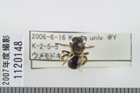 昆虫類