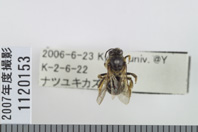 昆虫類