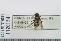 昆虫類
