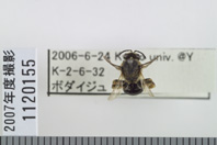 昆虫類
