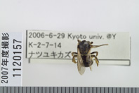 昆虫類