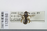 昆虫類