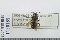 昆虫類