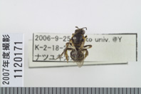 昆虫類