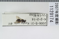 昆虫類