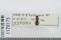 昆虫類