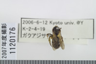 昆虫類