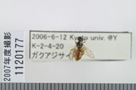 昆虫類
