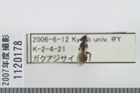 昆虫類