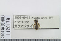 昆虫類