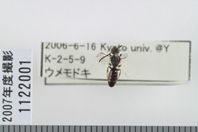 昆虫類