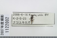 昆虫類
