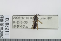 昆虫類