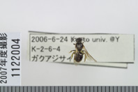 昆虫類