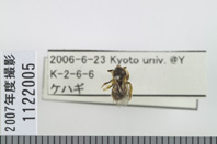 昆虫類