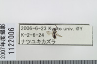 昆虫類
