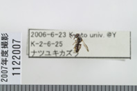 昆虫類