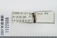 昆虫類