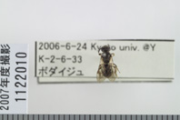 昆虫類