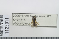 昆虫類