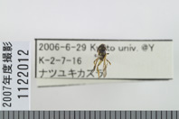 昆虫類