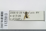 昆虫類