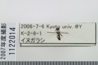 昆虫類