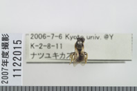 昆虫類
