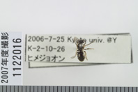 昆虫類