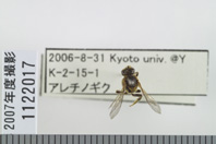 昆虫類