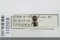 昆虫類