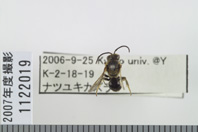 昆虫類