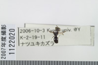 昆虫類