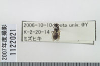 昆虫類