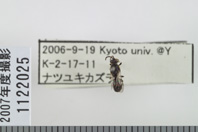 昆虫類