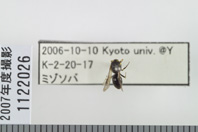 昆虫類