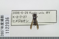 昆虫類
