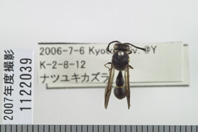 昆虫類