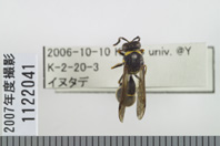 昆虫類