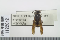 昆虫類