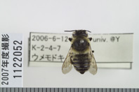 昆虫類
