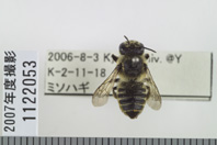 昆虫類