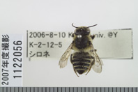 昆虫類
