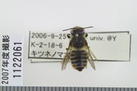 昆虫類