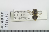 昆虫類