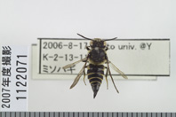昆虫類