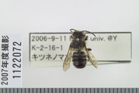 昆虫類