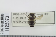 昆虫類