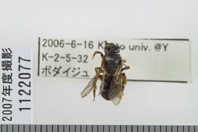 昆虫類